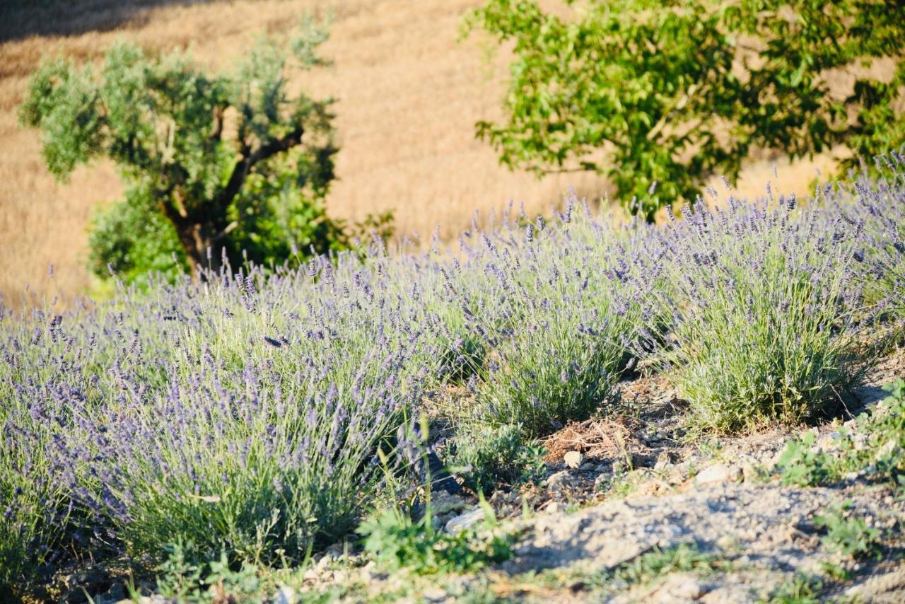 Appartamento Il casale dei nonni Grottazzolina Esterno foto
